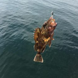 ライトな五目釣り