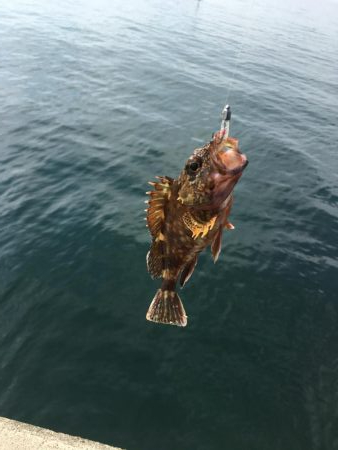 ライトな五目釣り