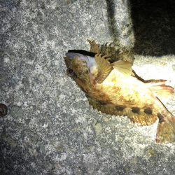 グレはまだいないです