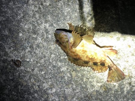 グレはまだいないです