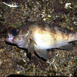 ナイトメバリング