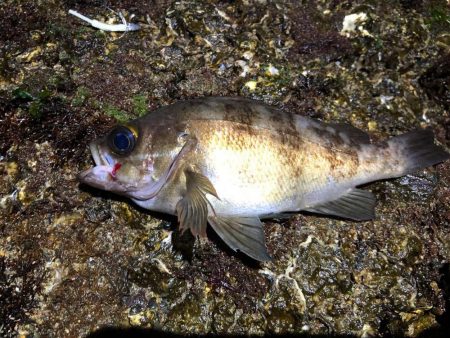 ナイトメバリング