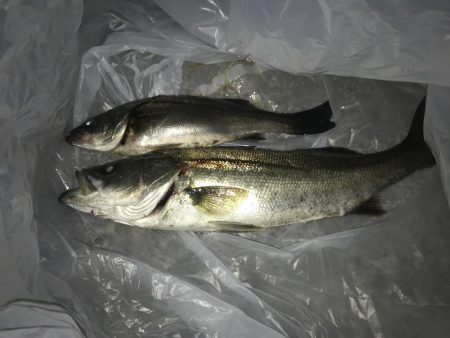 サゴシ狙いが…。