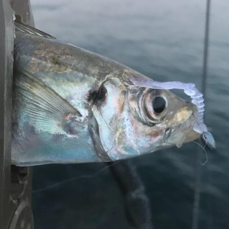 ベタ凪アジング