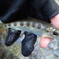 揖保川（引原川支流）