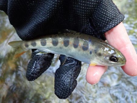 揖保川（引原川支流）