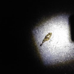 なんとかシーバス