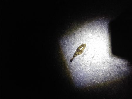 なんとかシーバス