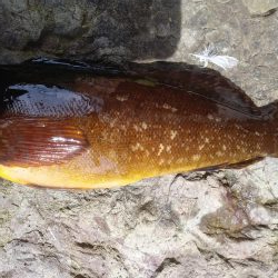 メバリングと胴付き