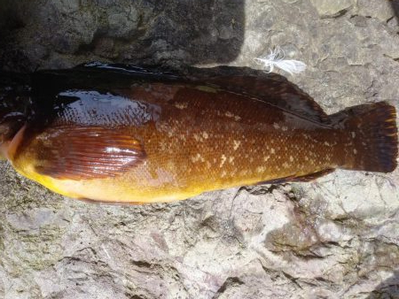 メバリングと胴付き