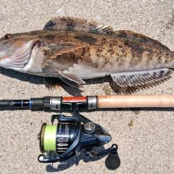 エゾメバル入れ食い