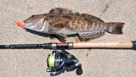 エゾメバル入れ食い