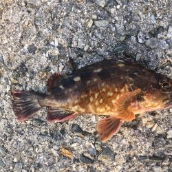 凄いパワーで楽しい♪