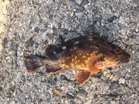 凄いパワーで楽しい♪