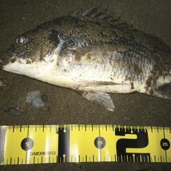 2019 キビレ調査NO、3