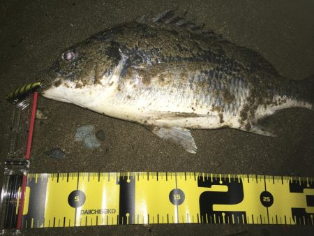 2019 キビレ調査NO、3