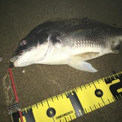 ２０１９ キビレ調査NO、４