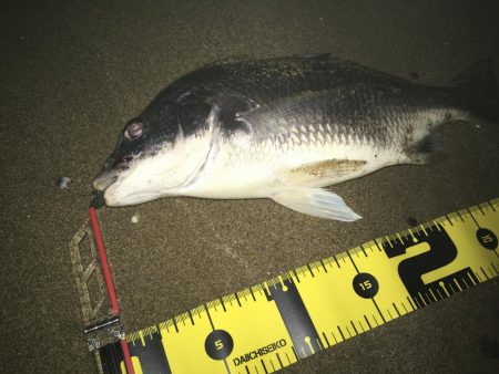 ２０１９ キビレ調査NO、４