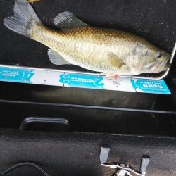 GW後半シャロー爆釣