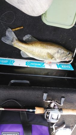 GW後半シャロー爆釣