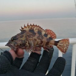 魚釣り園護岸 釣行 (GW8日目 根魚の釣果有り)