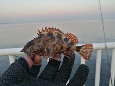 魚釣り園護岸 釣行 (GW8日目 根魚の釣果有り)