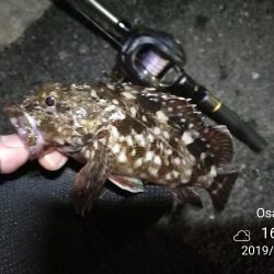 南港かもめヘチ釣り (GW9日目~ ガシラ24cm超え!の釣果有り)