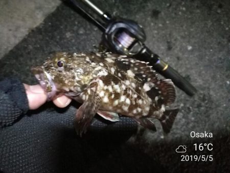 南港かもめヘチ釣り (GW9日目~ ガシラ24cm超え!の釣果有り)