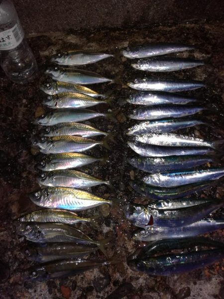 イワシ、アジのちメバル