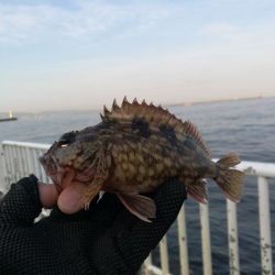 魚釣り園護岸 釣行 (GW10日目 根魚の釣果有り)