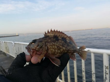 魚釣り園護岸 釣行 (GW10日目 根魚の釣果有り)