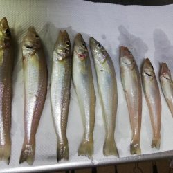 キス釣りシーズンスタート