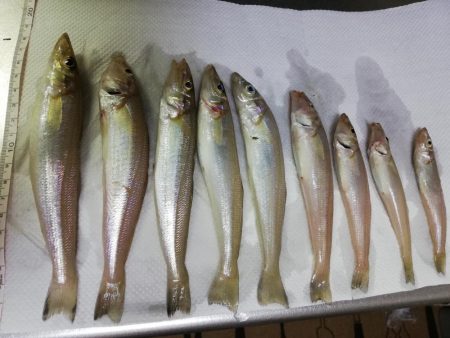 キス釣りシーズンスタート