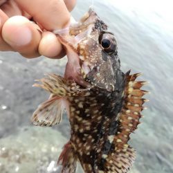 ガラカブ数釣り