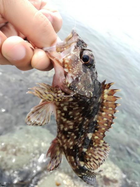 ガラカブ数釣り