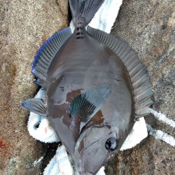 グレ・サンコ・釣れ出す・・