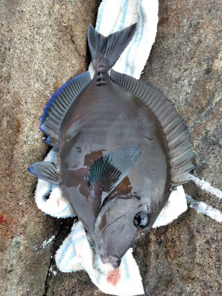 グレ・サンコ・釣れ出す・・
