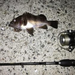 虫ジグメバリング