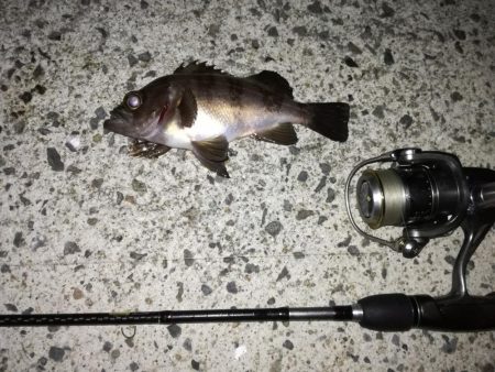 虫ジグメバリング