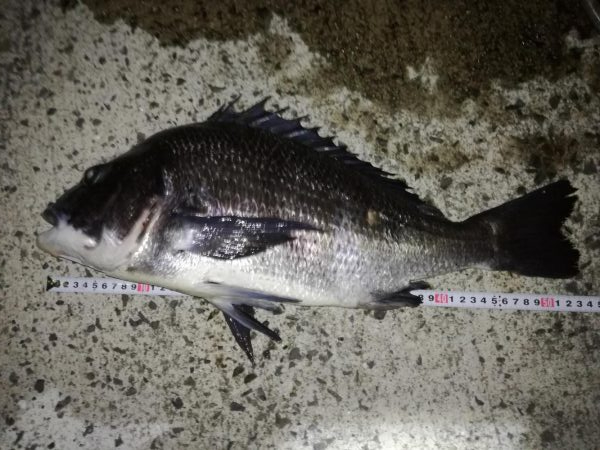 年無しサイトフィッシング