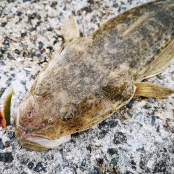 ２週間ぶりの釣果