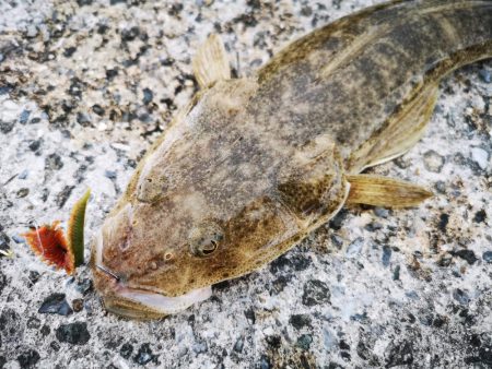２週間ぶりの釣果