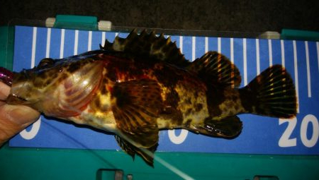 バチパターン？