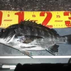 のんびりメバリング&初投稿