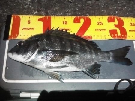 のんびりメバリング&初投稿