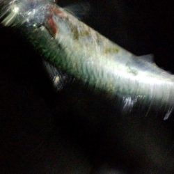 メバリングなのにサバゲー!!