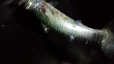 メバリングなのにサバゲー!!