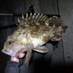 コスモ公園釣行 （楽しい根魚釣り！　ガシラ釣果有り～）