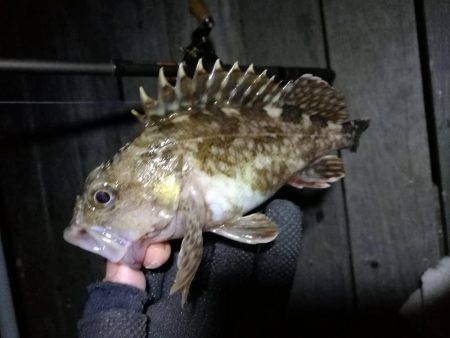 コスモ公園釣行 （楽しい根魚釣り！　ガシラ…