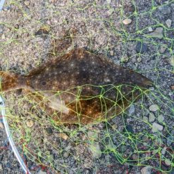 ヒラメ1枚、マゴチ1匹！！